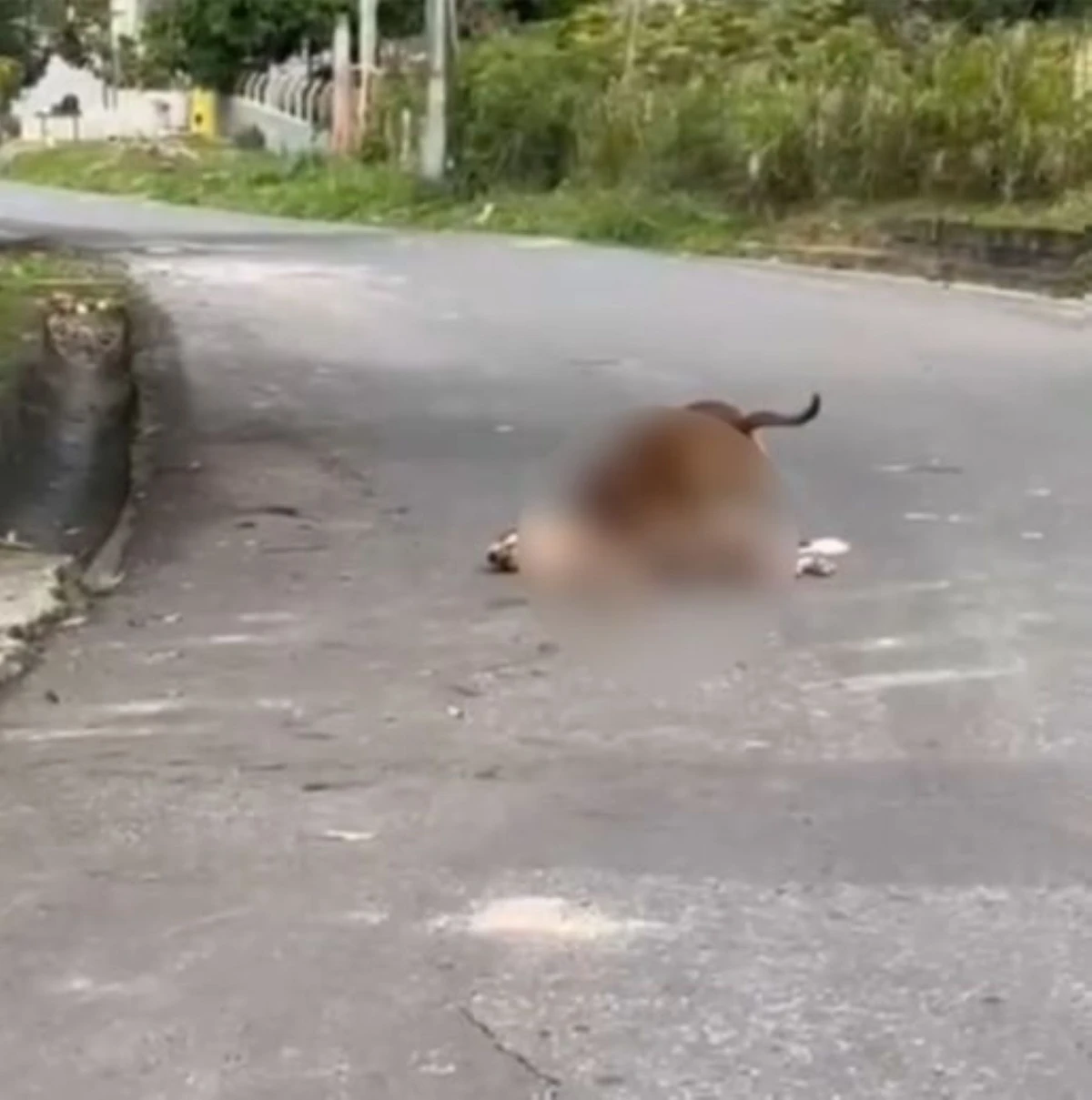Pitbull já matou dois cães e atacou duas pessoas em Monte Gordo