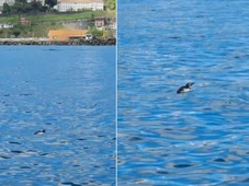 Imagem - Pinguim chama a atenção ao ser flagrado nadando em praia de Salvador; veja vídeo