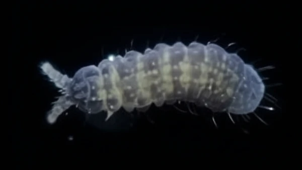 Cientistas encontram criatura intrigante em galhos de madeira morta