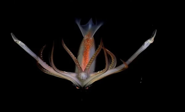 Espécie fotografada por missão submarina por Schmidt Ocean Institute