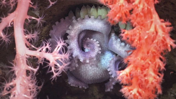 Espécie fotografada por missão submarina por Schmidt Ocean Institute