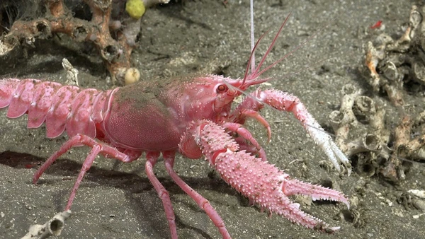 Espécie fotografada por missão submarina por Schmidt Ocean Institute