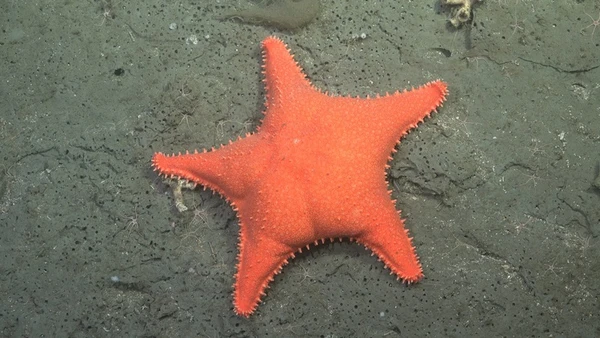 Espécie fotografada por missão submarina  por Schmidt Ocean Institute