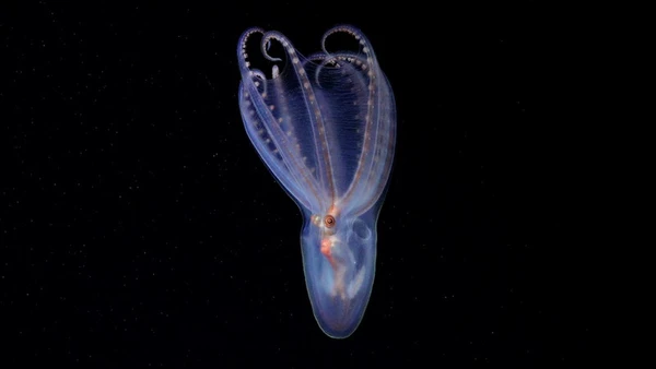 Espécie fotografada por missão submarina por Schmidt Ocean Institute