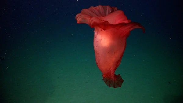 Espécie fotografada por missão submarina por Schmidt Ocean Institute