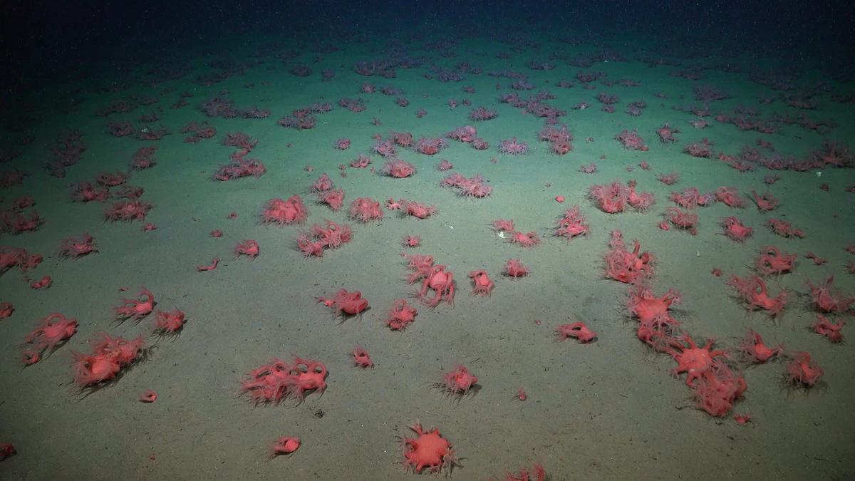 Fundo do mar por Schmidt Ocean Institute