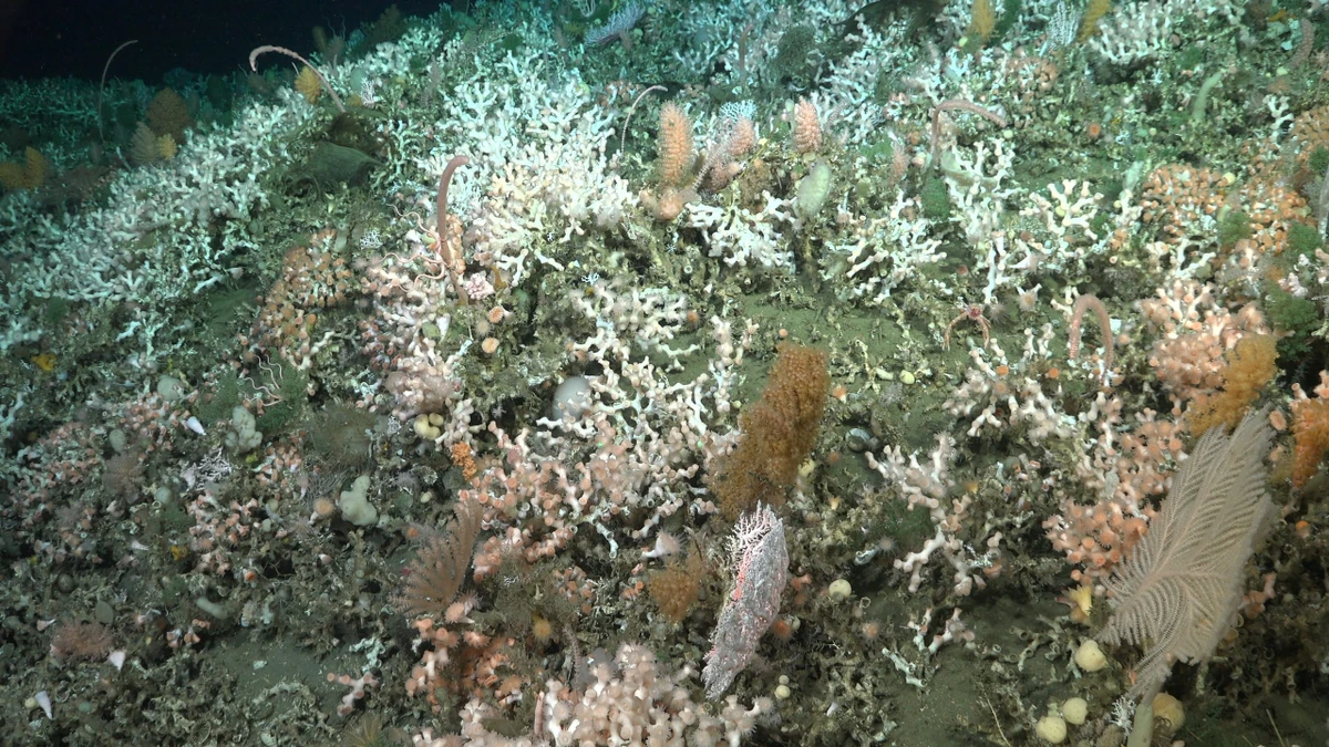 Fundo do mar por Schmidt Ocean Institute