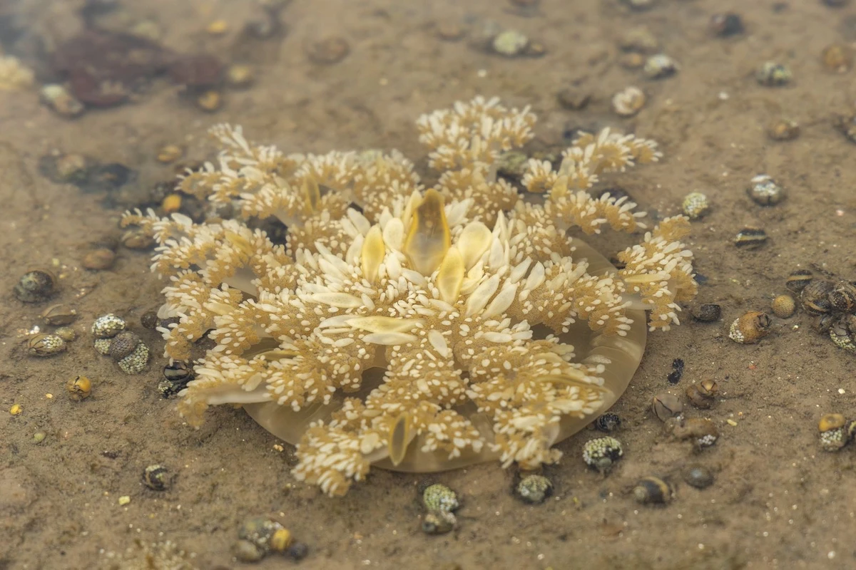 Medusa Cassiopeia andrômeda