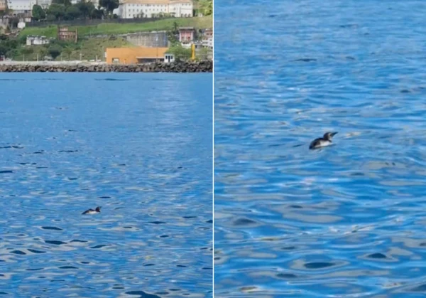Pinguim foi flagrado no mar