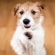 Imagem - Saiba por que adotar um cachorro sem raça definida