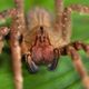 Imagem - Os 9 grupos de animais invertebrados e suas principais características