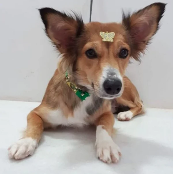 Cachorros sem raça definida por Reprodução | Petlove
