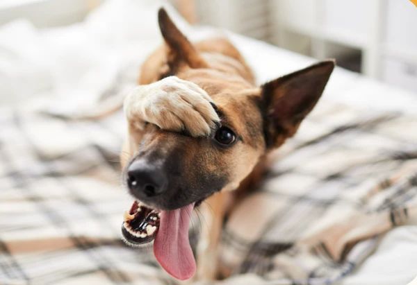 Cachorros sem raça definida por Reprodução | Internet