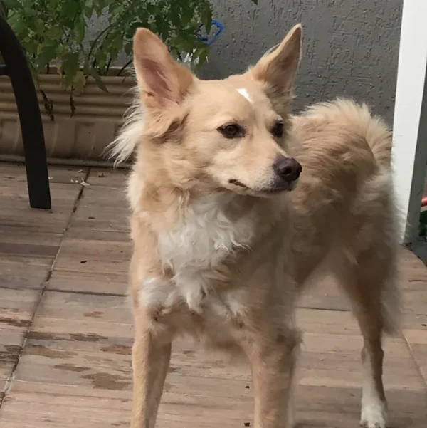 Cachorros sem raça definida por Reprodução | Petlove
