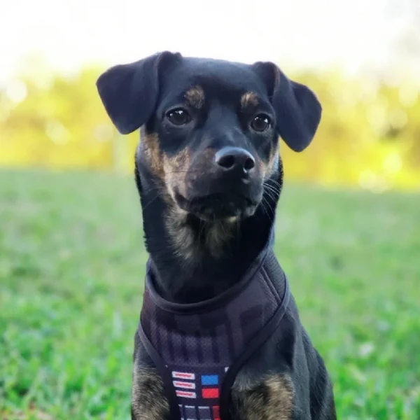 Cachorros sem raça definida por Reprodução | Petlove