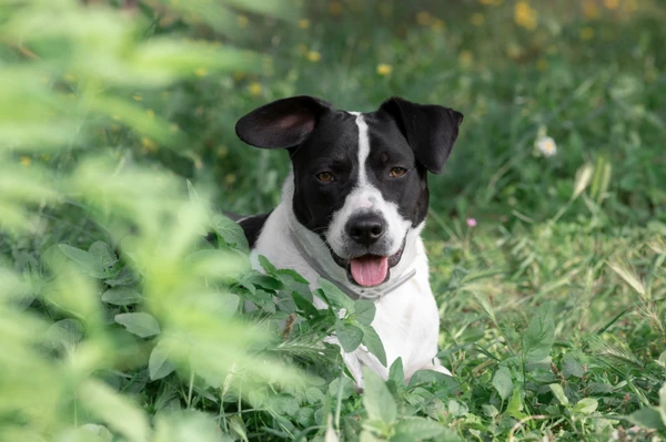 Cachorros sem raça definida por Reprodução | Internet