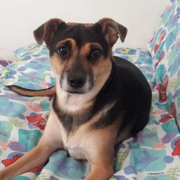 Cachorros sem raça definida por Reprodução | Petlove