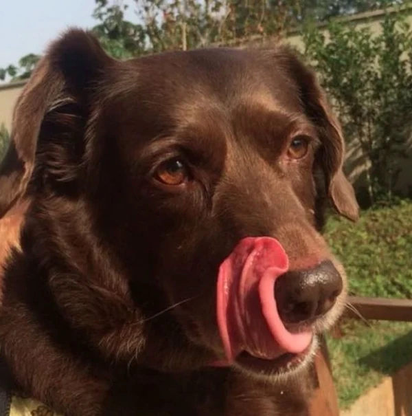 Cachorros sem raça definida por Reprodução | Petlove