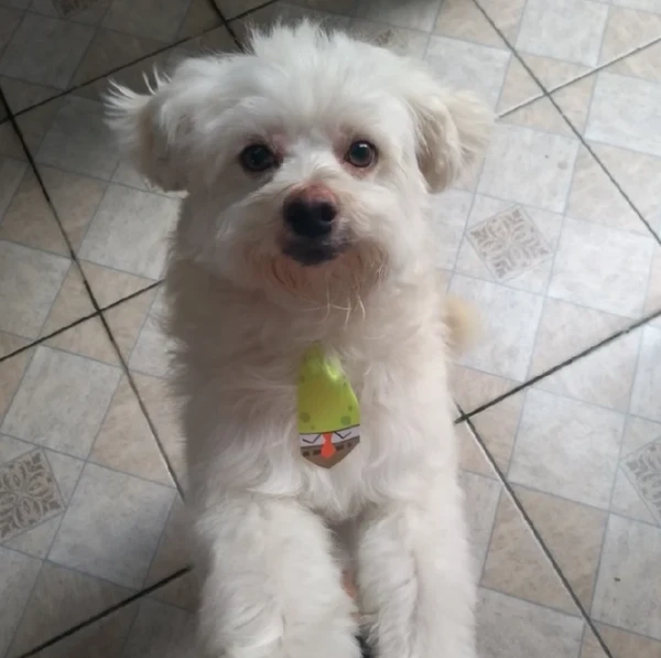 Cachorros sem raça definida por Reprodução | Petlove