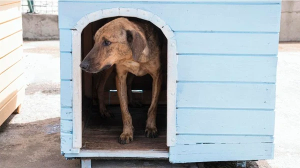 Cachorros sem raça definida por Reprodução | Internet