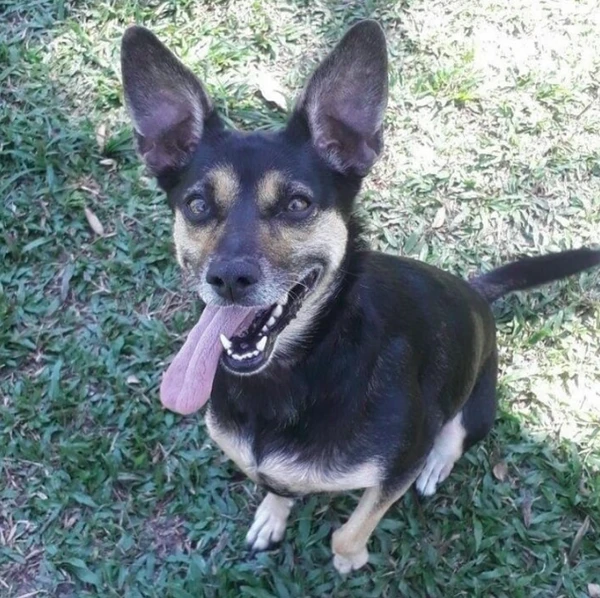 Cachorros sem raça definida por Reprodução | Petlove