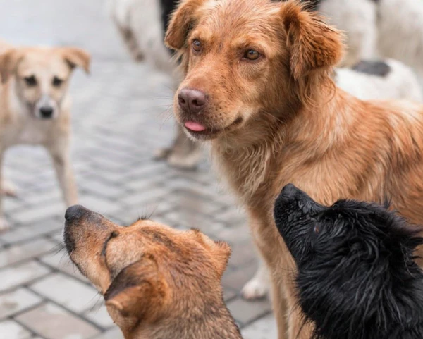 Cachorros sem raça definida por Reprodução | Internet
