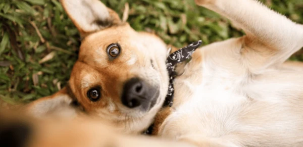 Cachorros sem raça definida por Reprodução | Internet