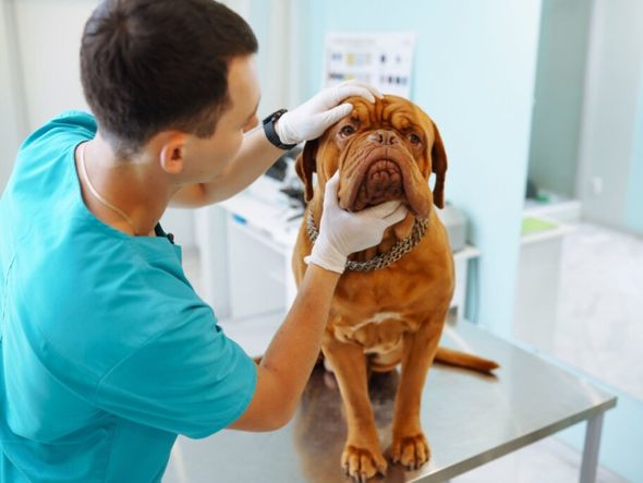 Imagem - Comissão aprova porte de arma para médicos veterinários no Brasil
