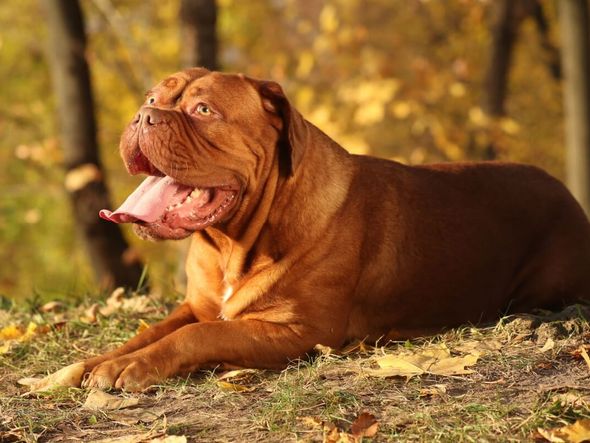 Imagem - Conhece a raça dogue de bordeaux? Veja 4 características do cachorro
