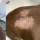 Imagem - Cachorro é atacado por pitbull enquanto passeava com tutora em Patamares