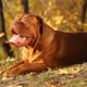 Imagem - Conhece a raça dogue de bordeaux? Veja 4 características do cachorro