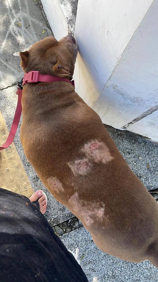 Cão sofreu diversos hematomas na região da costela  por Arquivo pessoal