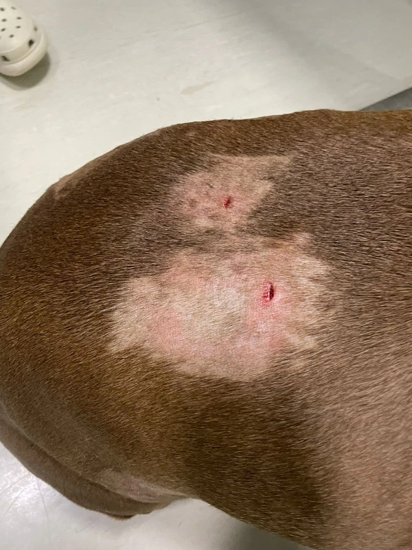 Cão sofreu diversos hematomas na região da costela  por Arquivo pessoal