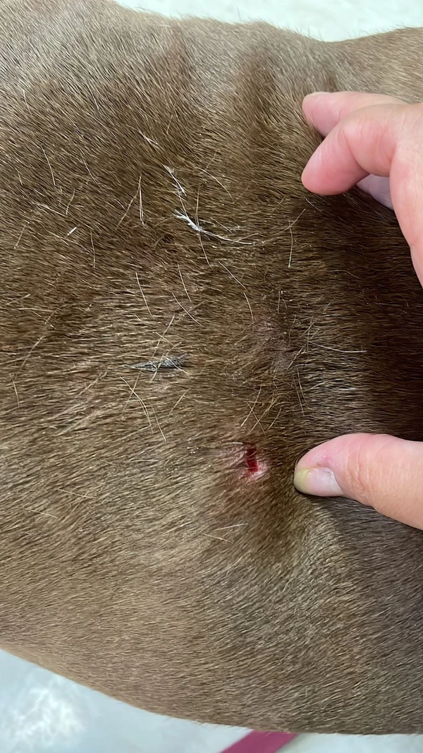 Cão sofreu diversos hematomas na região da costela  por Arquivo pessoal
