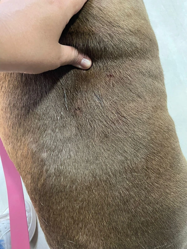 Cão sofreu diversos hematomas na região da costela  por Arquivo pessoal