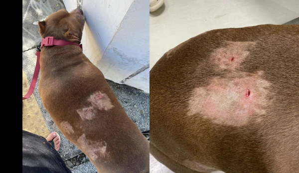 Cão sofreu diversos hematomas na região da costela