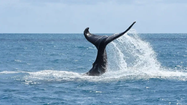 Descubra o destino onde é possível ver as baleias-jubarte de perto e explorar recifes únicos