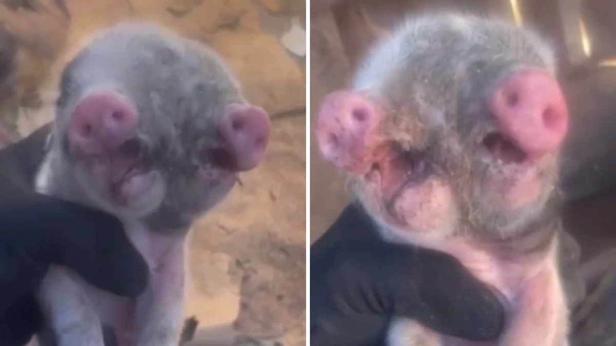 Porquinho nasceu com duas bocas e dois focinhos