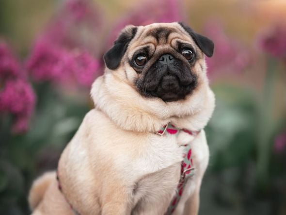 Imagem - Saiba quais os cuidados necessários com cachorros braquicefálicos