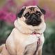 Imagem - Saiba quais os cuidados necessários com cachorros braquicefálicos