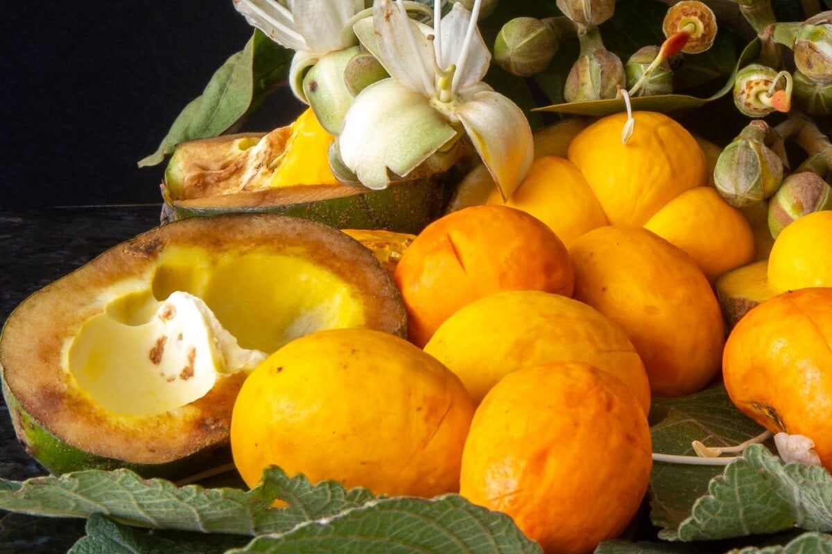 O pequi é rico em sabor e benefícios para a saúde (Imagem: Adilson Sochodolak | Shutterstock)
