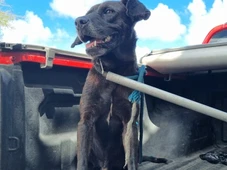 Imagem - Veja como foi o resgate do cachorro que caiu no córrego na Av. Heitor Dias