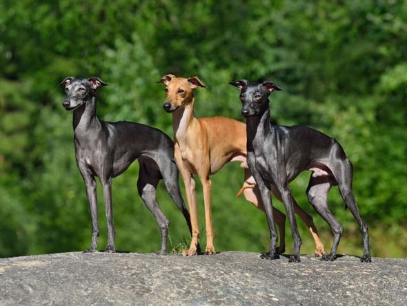 Imagem - Saiba as características e veja 7 raças do cachorro do grupo galgo