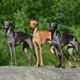 Imagem - Saiba as características e veja 7 raças do cachorro do grupo galgo
