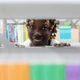 Imagem - Ser africano, 
ser guineense: muito a ensinar, 
em tempos de crise ambiental e individualismo