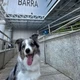 Imagem - Vacinação antirrábica: Shopping Barra recebe posto da campanha neste fim de semana