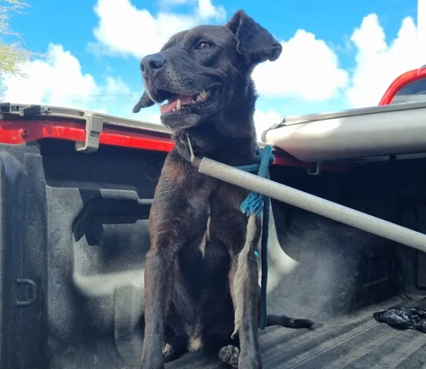 Cachorro após o resgate