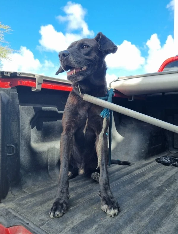 Cachorro após o resgate por Divulgação/ Corpo de Bombeiros