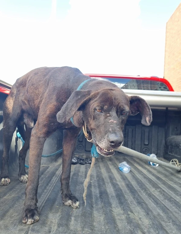 Cachorro após o resgate por Divulgação/ Corpo de Bombeiros