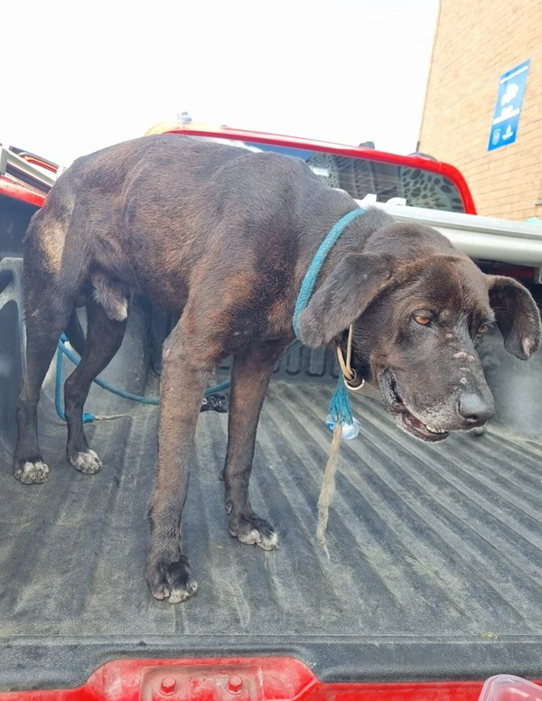 Cachorro após o resgate por Divulgação/ Corpo de Bombeiros